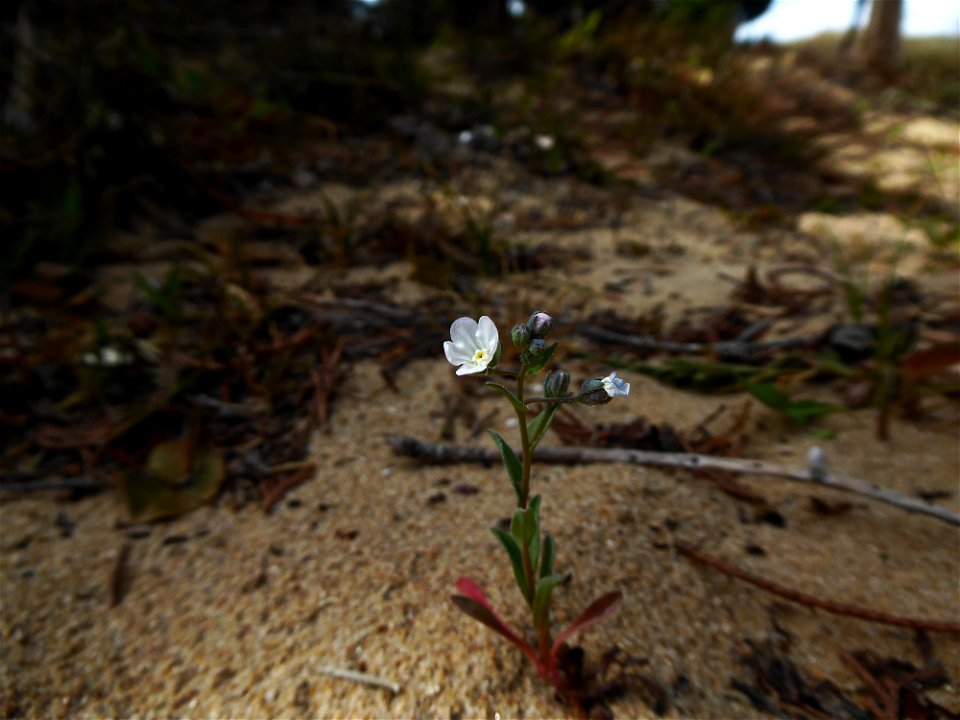 Omphalodes littoralis Lehm., 1818