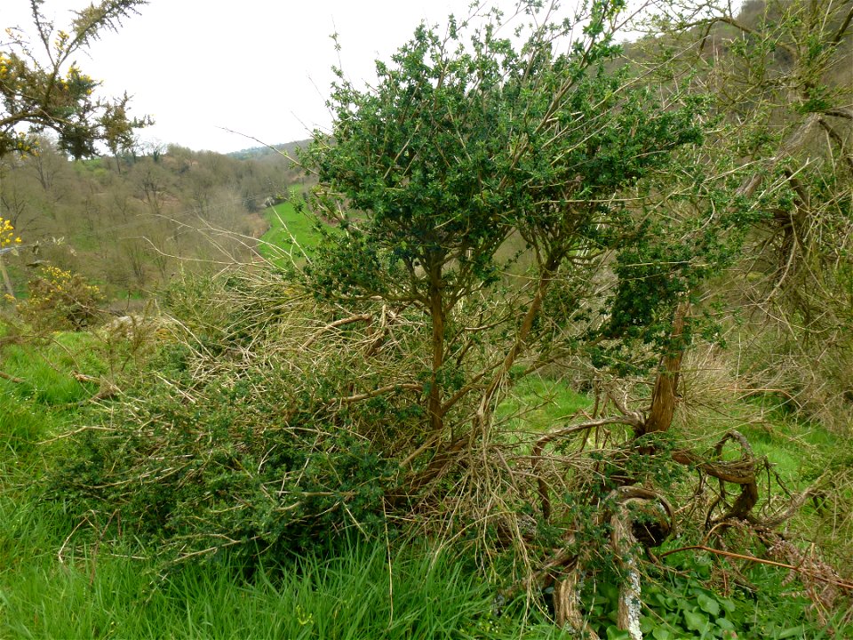 Adenocarpus complicatus (L.) J.Gay, 1836