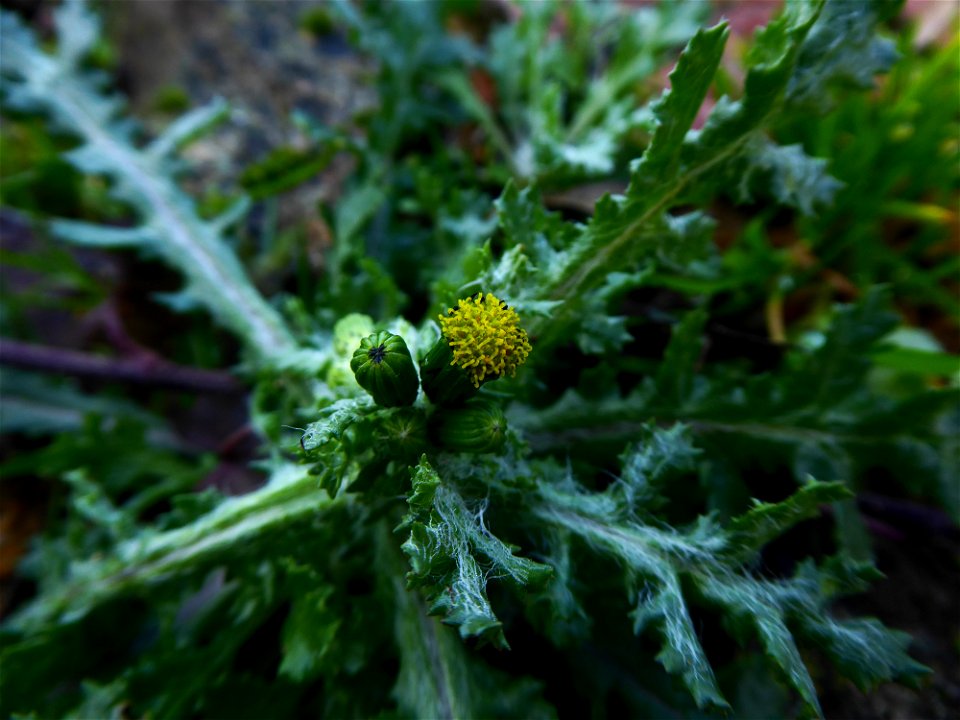 Senecio vulgaris L., 1753