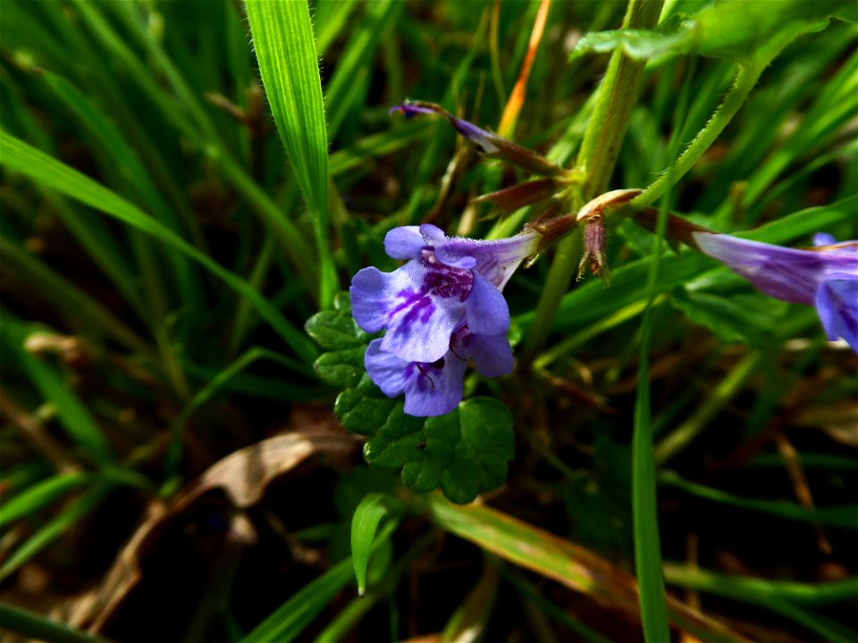 Glechoma hederacea L., 1753