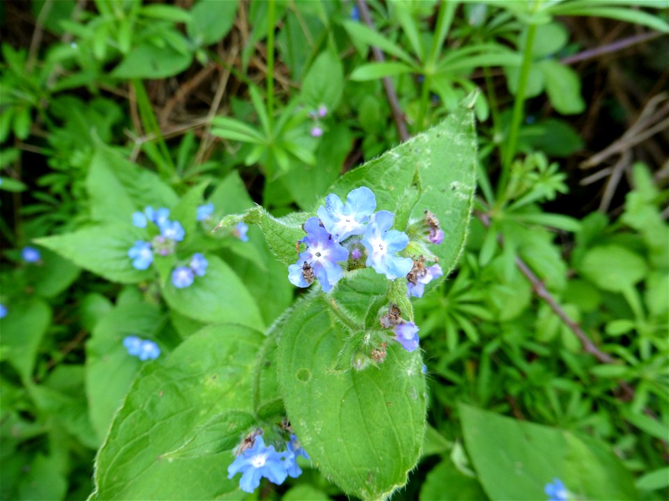 Pentaglottis sempervirens (L.) Tausch ex L.H.Bailey, 1949