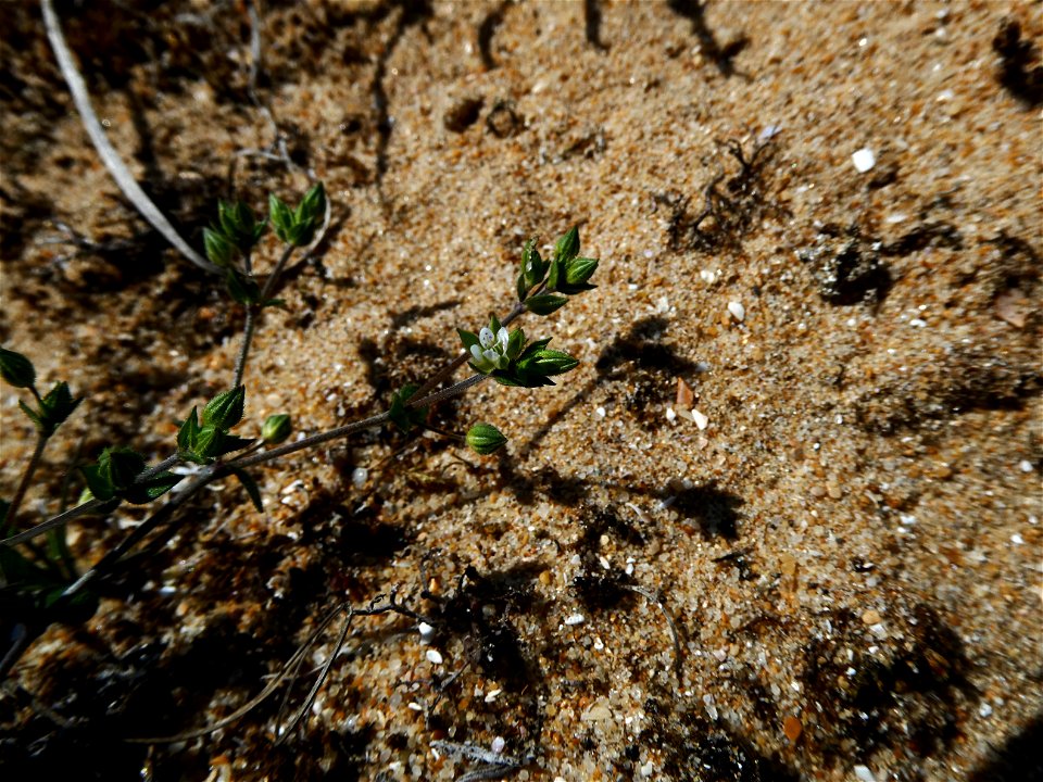 Arenaria serpyllifolia L., 1753