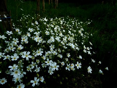 Stellaria holostea L., 1753