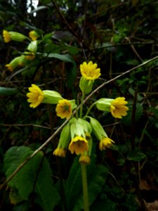Primula veris L., 1753