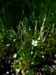 Spergula morisonii Boreau, 1847
