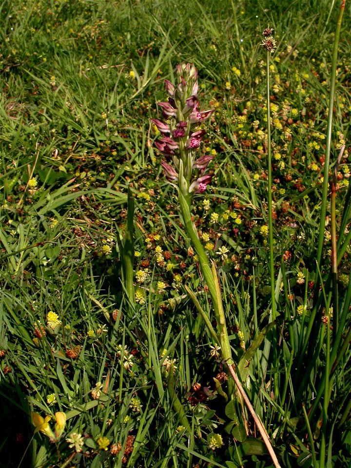 Anacamptis fragrans (Pollini) R.M.Bateman, 2003