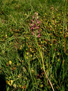 Anacamptis fragrans (Pollini) R.M.Bateman, 2003