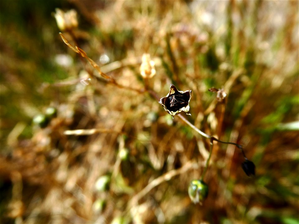 Spergula morisonii Boreau, 1847