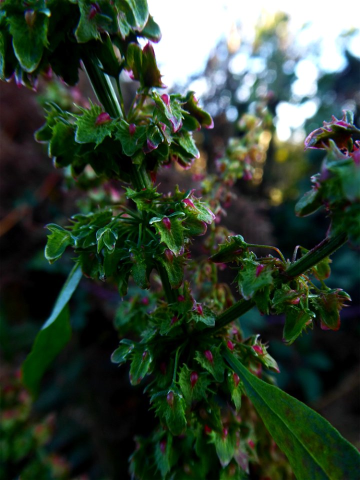Rumex obtusifolius L., 1753