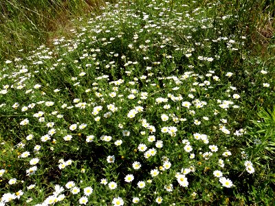 Anthemis arvensis L., 1753