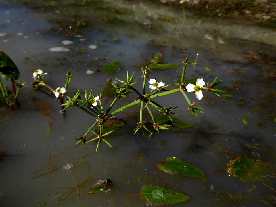 Damasonium alisma Mill., 1768