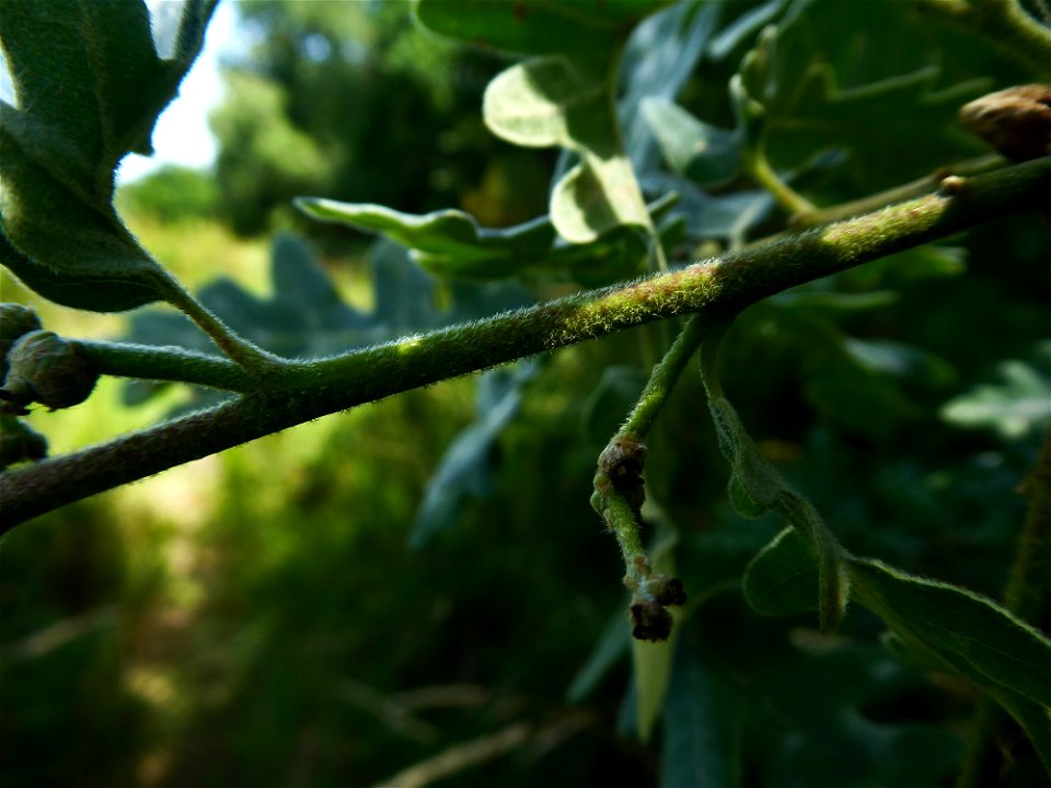Quercus pyrenaica Willd., 1805