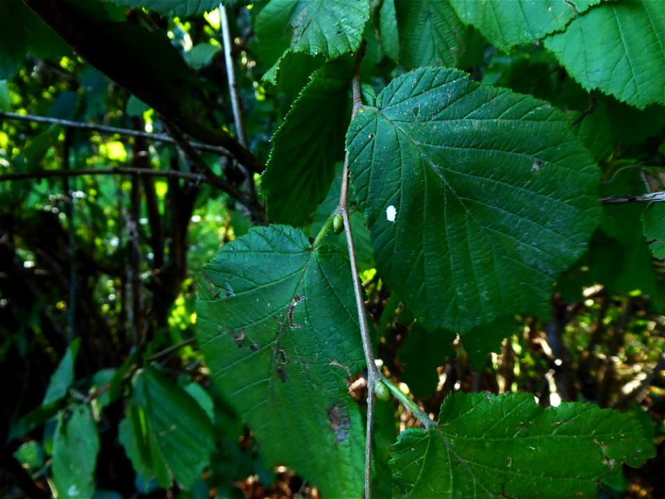 Corylus avellana L., 1753