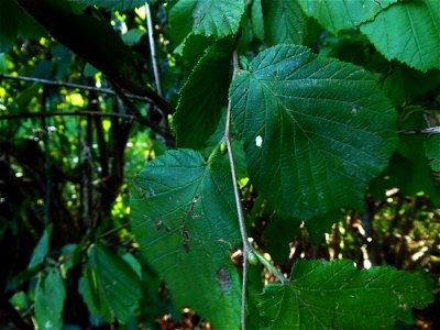 Corylus avellana L., 1753