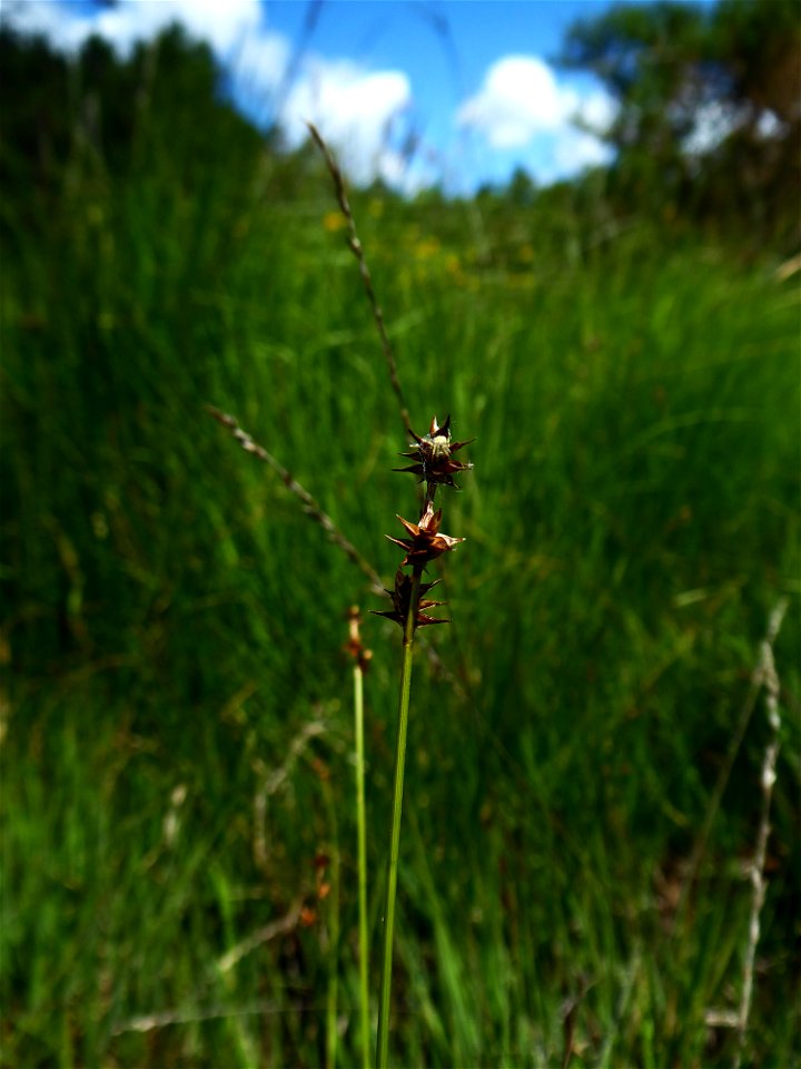 Carex echinata Murray, 1770