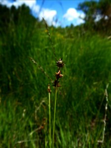 Carex echinata Murray, 1770