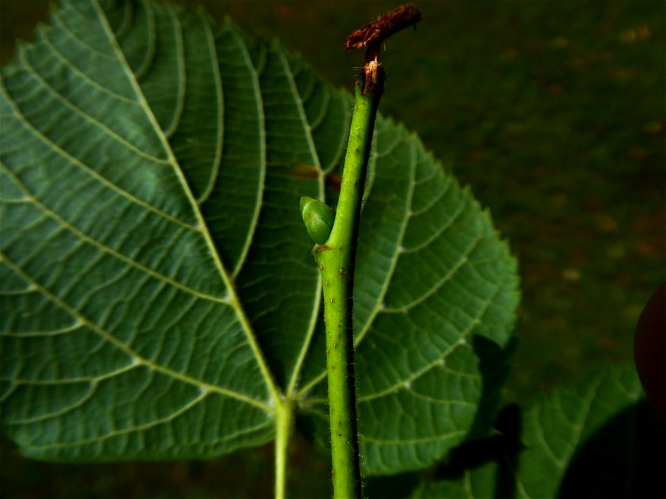 Tilia x euchlora K.Koch, 1866