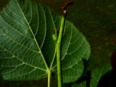 Tilia x euchlora K.Koch, 1866