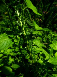 Cirsium palustre (L.) Scop., 1772