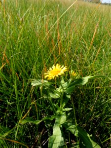 Inula britannica L., 1753