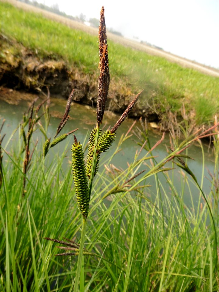 Carex riparia Curtis, 1783