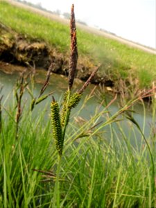 Carex riparia Curtis, 1783