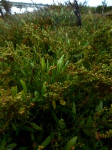 Halimione portulacoides (L.) Aellen, 1938