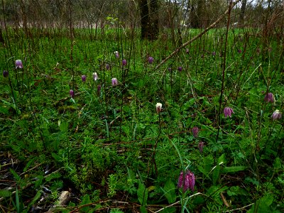 Fritillaria meleagris L., 1753