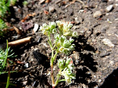 Scleranthus perennis L., 1753 photo