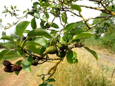 Alnus cordata (Loisel.) Duby, 1828