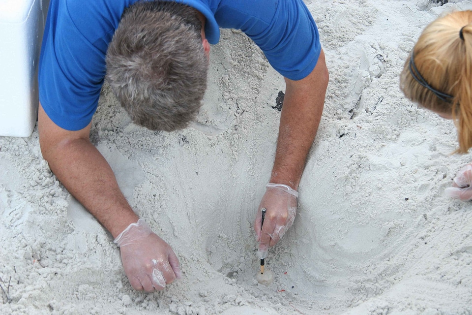 Assistant egg sand