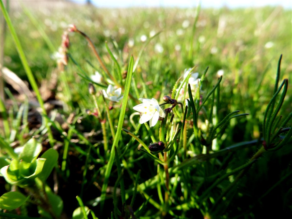 Spergula arvensis L., 1753