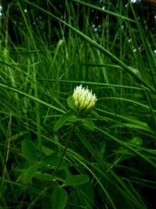 Trifolium ochroleucon Huds., 1762