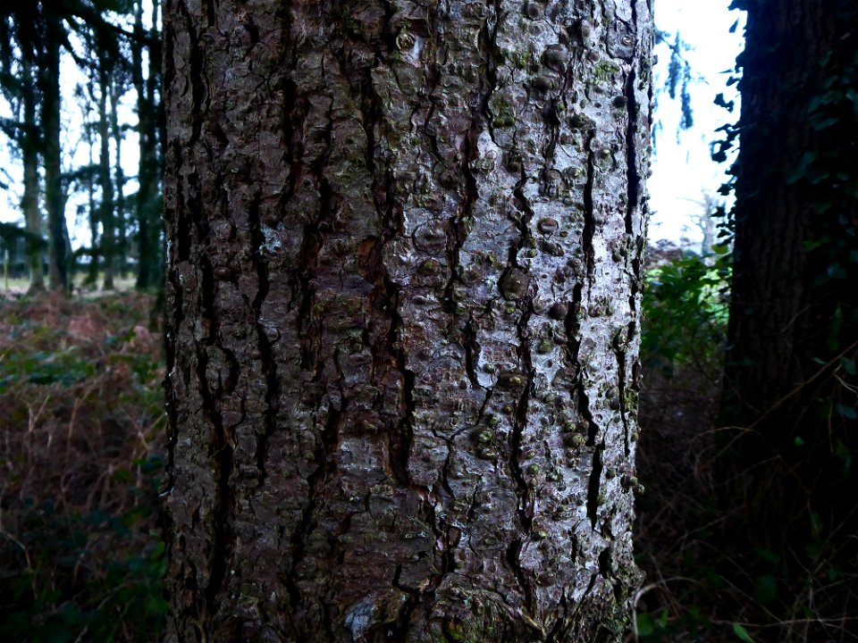 Pseudotsuga menziesii (Mirb.) Franco, 1950