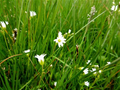 Cerastium dubium (Bastard) Guépin, 1838