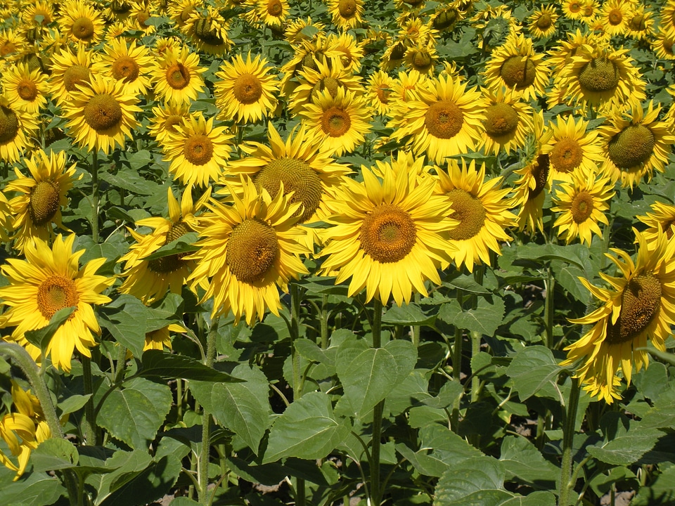 Flowers yellow summer photo