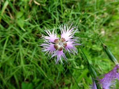 Dianthus hyssopifolius L., 1755