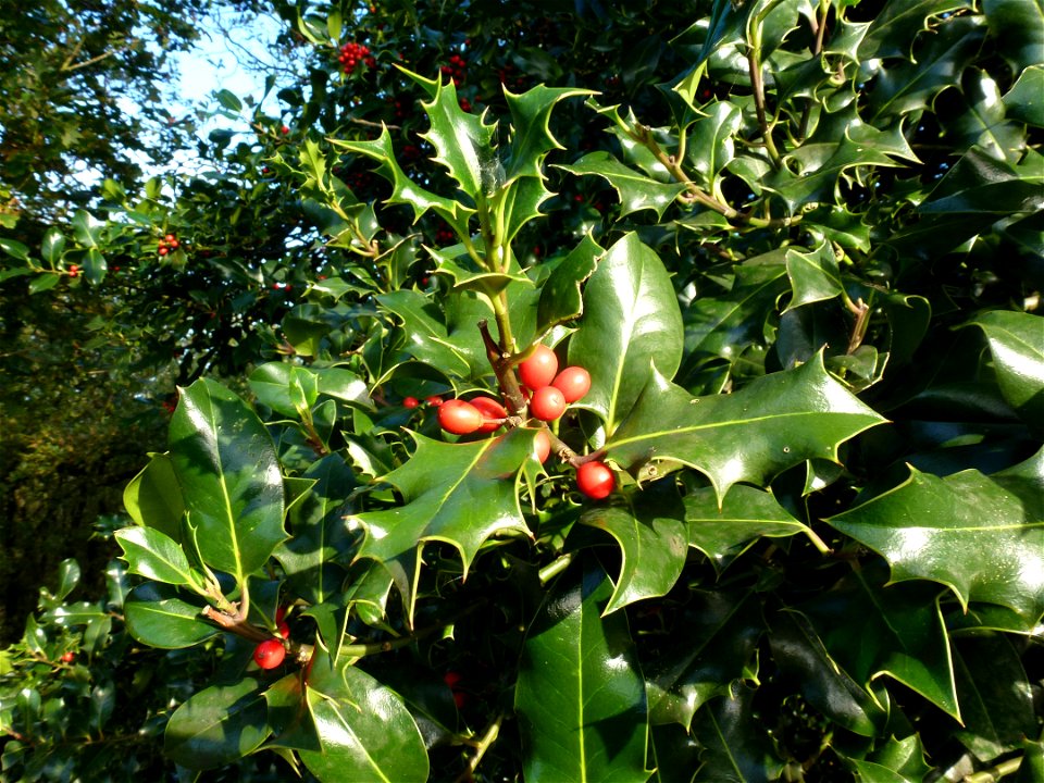 Ilex aquifolium L., 1753