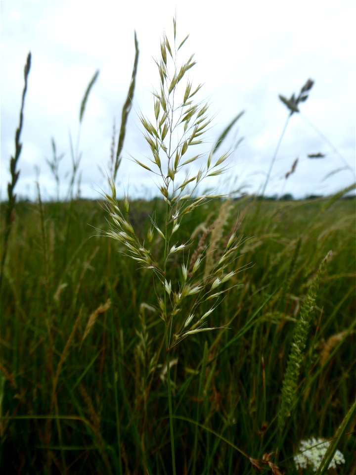 Trisetum flavescens (L.) P.Beauv., 1812