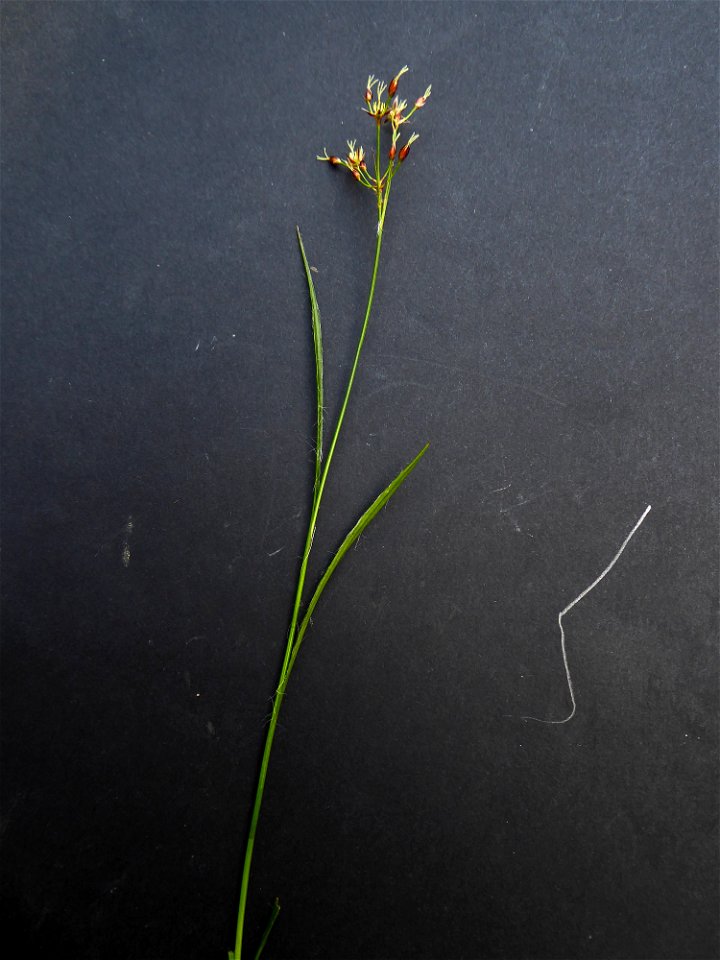Luzula forsteri (Sm.) DC., 1806