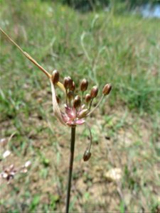 Allium oleraceum L., 1753