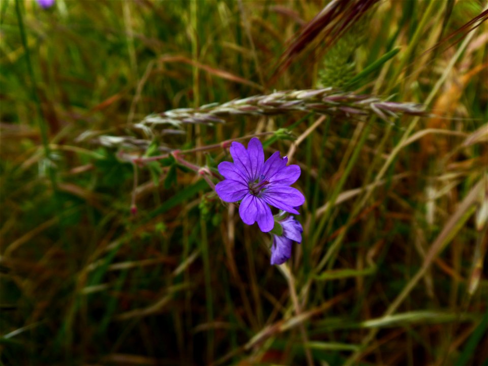 Geranium pyrenaicum Burm.f., 1759