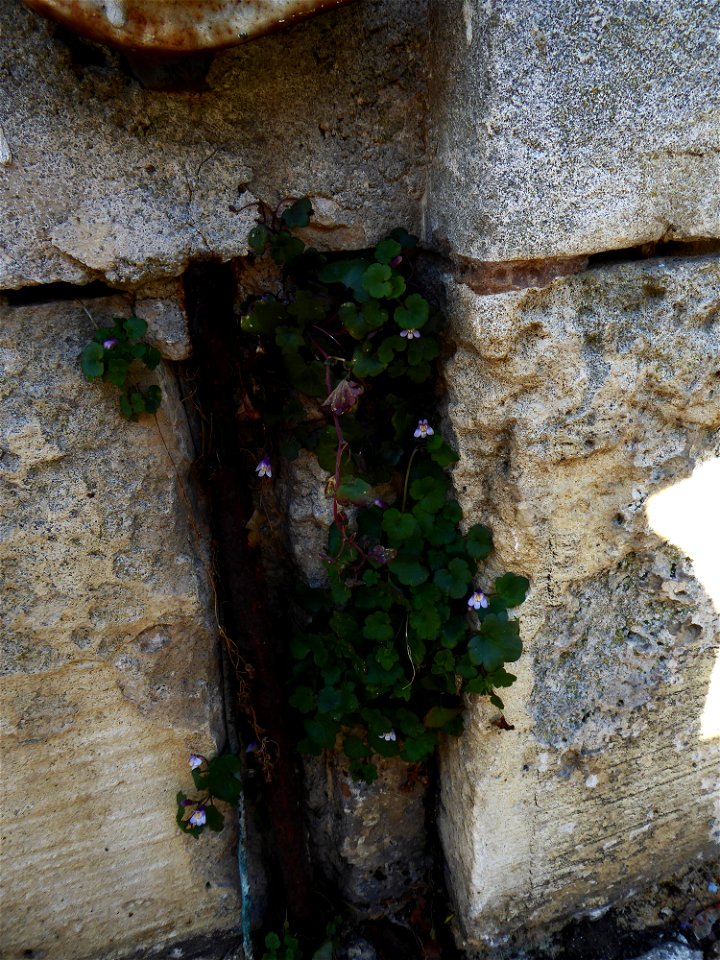 Cymbalaria muralis G.Gaertn., B.Mey. & Scherb., 1800