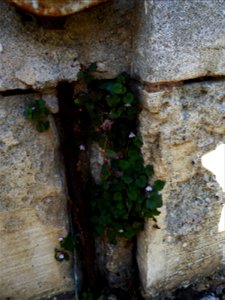 Cymbalaria muralis G.Gaertn., B.Mey. & Scherb., 1800