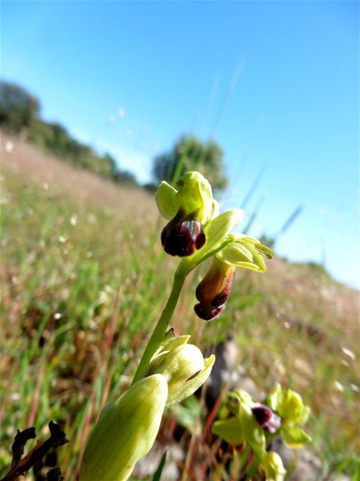 Ophrys funerea Viv., 1824