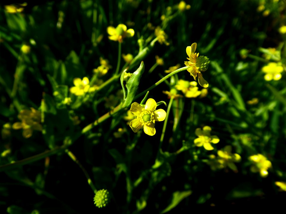 Ranunculus ophioglossifolius Vill., 1789