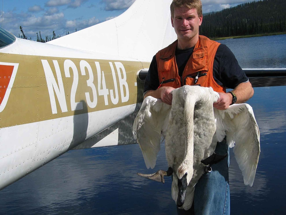 Biologist capture mute swan