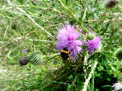 Cirsium vulgare (Savi) Ten., 1838