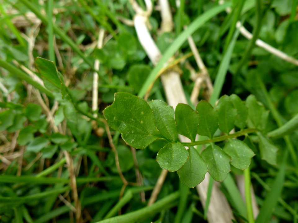 Cardamine pratensis L., 1753