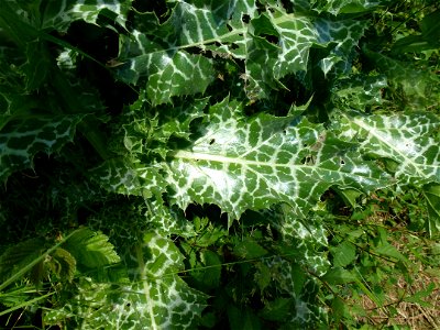 Silybum marianum (L.) Gaertn., 1791